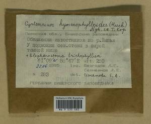 Cyrtomnium hymenophylloides (Huebener) T.J. Kop., Bryophytes, Bryophytes - Permsky Krai, Udmurt Republic, Sverdlovsk & Kirov Oblasts (B8) (Russia)