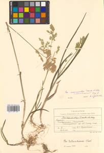 Poa macrocalyx Trautv. & C.A.Mey., Siberia, Russian Far East (S6) (Russia)