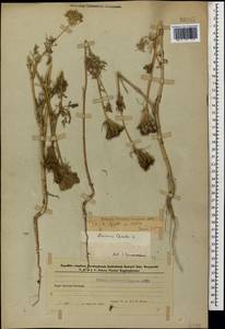 Daucus carota L., Caucasus, Azerbaijan (K6) (Azerbaijan)