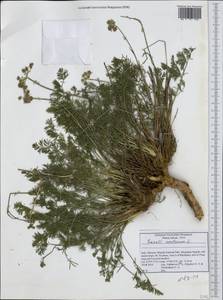 Seseli montanum L., Western Europe (EUR) (Italy)