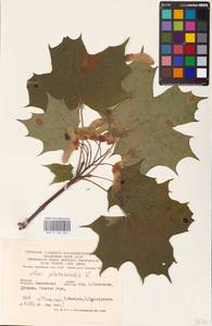 Acer platanoides L., Eastern Europe, Western region (E3) (Russia)