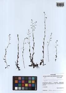 Myosotis arvensis (L.) Hill, Siberia, Altai & Sayany Mountains (S2) (Russia)