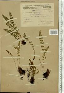Woodsia ilvensis (L.) R. Br., Eastern Europe, Eastern region (E10) (Russia)