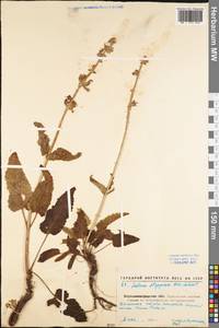 Salvia dumetorum Andrz. ex Besser, Eastern Europe, North Ukrainian region (E11) (Ukraine)