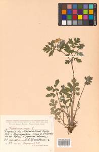 Chelidonium majus L., Siberia, Russian Far East (S6) (Russia)