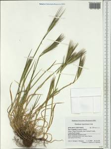 Hordeum murinum L., Australia & Oceania (AUSTR) (New Zealand)