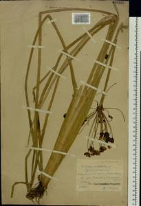 Butomus umbellatus L., Eastern Europe, Central forest region (E5) (Russia)