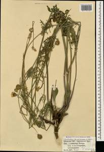 Scabiosa bipinnata C. Koch, Caucasus, Armenia (K5) (Armenia)
