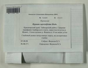 Hypnum cupressiforme Hedw., Bryophytes, Bryophytes - Krasnoyarsk Krai, Tyva & Khakassia (B17) (Russia)