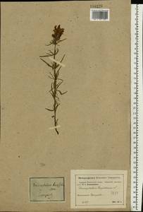 Dracocephalum ruyschiana L., Eastern Europe, Moscow region (E4a) (Russia)