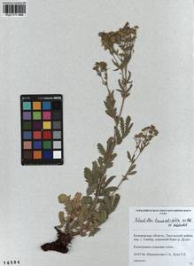 Potentilla tanacetifolia Willd. ex D. F. K. Schltdl., Siberia, Altai & Sayany Mountains (S2) (Russia)