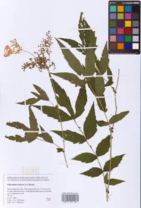 Filipendula ulmaria (L.) Maxim., Eastern Europe, Central region (E4) (Russia)