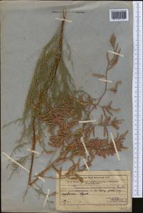 Tamarix ramosissima Ledeb., Middle Asia, Western Tian Shan & Karatau (M3) (Kazakhstan)