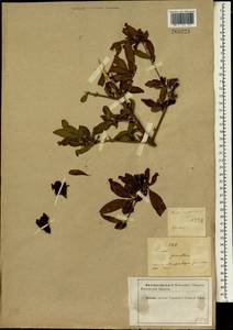 Punica granatum L., South Asia, South Asia (Asia outside ex-Soviet states and Mongolia) (ASIA) (Iran)