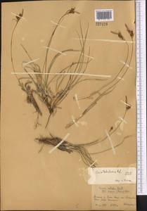Carex turkestanica Regel, Middle Asia, Muyunkumy, Balkhash & Betpak-Dala (M9) (Kazakhstan)