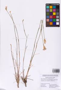 Dianthus borbasii Vandas, Eastern Europe, Lower Volga region (E9) (Russia)