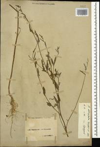 Atriplex oblongifolia Waldst. & Kit., Caucasus, North Ossetia, Ingushetia & Chechnya (K1c) (Russia)
