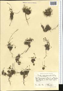 Draba subamplexicaulis C.A. Mey., Middle Asia, Pamir & Pamiro-Alai (M2) (Tajikistan)