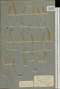 Alyssum turkestanicum Regel & Schmalh. ex Regel, Eastern Europe, Lower Volga region (E9) (Russia)