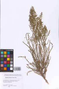 Kalidium foliatum (Pall.) Moq., Eastern Europe, Lower Volga region (E9) (Russia)