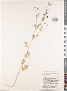 Coriandrum sativum L., Eastern Europe, Central region (E4) (Russia)