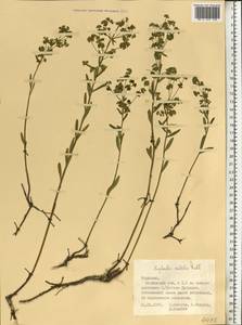 Euphorbia microcarpa (Prokh.) Krylov, Eastern Europe, Middle Volga region (E8) (Russia)