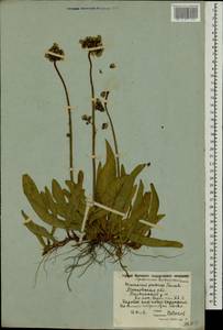 Pilosella caespitosa subsp. caespitosa, Eastern Europe, Moscow region (E4a) (Russia)