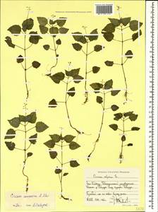 Circaea alpina subsp. caulescens (Kom.) Tatew., Caucasus, Stavropol Krai, Karachay-Cherkessia & Kabardino-Balkaria (K1b) (Russia)