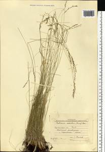 Festuca valesiaca Schleich. ex Gaudin, Eastern Europe, North Ukrainian region (E11) (Ukraine)