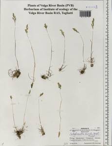 Catabrosella humilis (M.Bieb.) Tzvelev, Eastern Europe, Middle Volga region (E8) (Russia)
