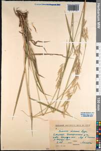 Bromus inermis Leyss., Siberia, Baikal & Transbaikal region (S4) (Russia)