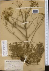 Prangos odontalgica (Pall.) Herrnst. & Heyn, Middle Asia, Caspian Ustyurt & Northern Aralia (M8) (Kazakhstan)