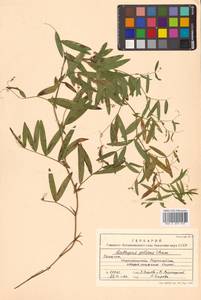 Lathyrus palustris subsp. palustris, Siberia, Russian Far East (S6) (Russia)