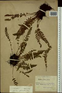 Woodsia subcordata Turcz., Siberia, Russian Far East (S6) (Russia)