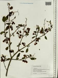Solanum villosum, Eastern Europe, Central forest region (E5) (Russia)