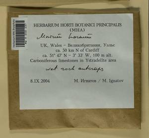 Mnium hornum Hedw., Bryophytes, Bryophytes - Western Europe (BEu) (United Kingdom)