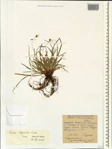 Carex depressa subsp. transsilvanica (Schur) K.Richt., Caucasus, Stavropol Krai, Karachay-Cherkessia & Kabardino-Balkaria (K1b) (Russia)
