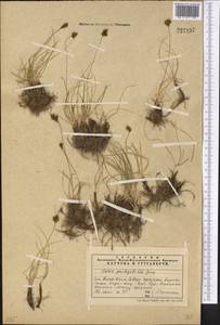Carex pachystylis J.Gay, Middle Asia, Western Tian Shan & Karatau (M3) (Kazakhstan)