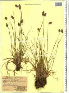 Alopecurus ponticus K.Koch, Caucasus, Stavropol Krai, Karachay-Cherkessia & Kabardino-Balkaria (K1b) (Russia)