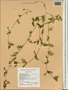 Vicia hybrida L., South Asia, South Asia (Asia outside ex-Soviet states and Mongolia) (ASIA) (Cyprus)