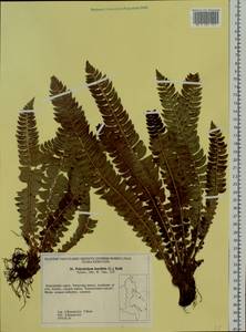 Polystichum lonchitis (L.) Roth, Siberia, Chukotka & Kamchatka (S7) (Russia)