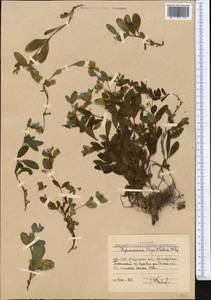 Stephanocaryum olgae (B. Fedtsch.) Popov, Middle Asia, Western Tian Shan & Karatau (M3) (Uzbekistan)