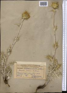 Cousinia pannosa C. Winkl., Middle Asia, Pamir & Pamiro-Alai (M2) (Uzbekistan)