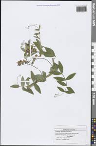 Lathyrus sylvestris L., Eastern Europe, Middle Volga region (E8) (Russia)