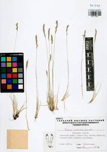 Festuca valesiaca Schleich. ex Gaudin, Siberia, Baikal & Transbaikal region (S4) (Russia)