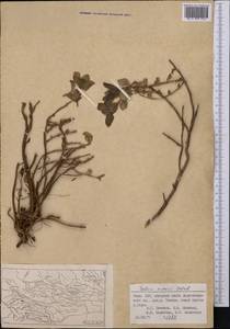 Hylotelephium ewersii (Ledeb.) H. Ohba, Middle Asia, Pamir & Pamiro-Alai (M2) (Tajikistan)