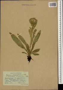 Cirsium rhizocephalum C. A. Mey., Caucasus, Krasnodar Krai & Adygea (K1a) (Russia)