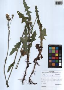 Sonchus arvensis L., Siberia, Altai & Sayany Mountains (S2) (Russia)