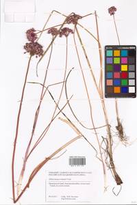 Allium sacculiferum Maxim., Siberia, Russian Far East (S6) (Russia)