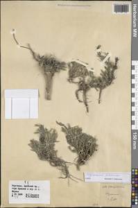 Polycnemum perenne Litv., Middle Asia, Pamir & Pamiro-Alai (M2) (Kyrgyzstan)